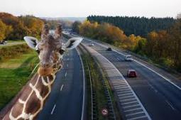 Giraffe on the Highway